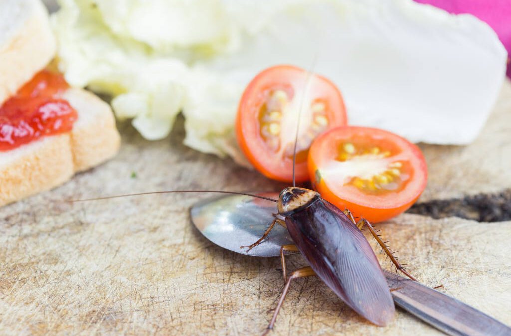 Cucarachas en la cocina: un riesgo a la salud