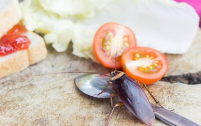 Cucarachas en la cocina: un riesgo a la salud